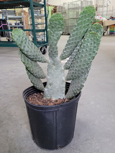 Opuntia Romano Cactus